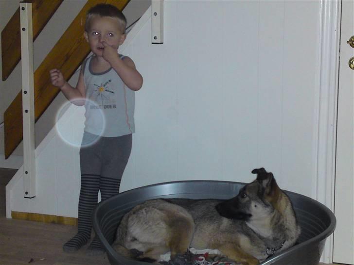 Blanding af racer Simba - skal lige se han ikke kommer på mit værelse jeg må jo ikke være på hans billede 13