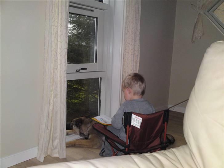 Blanding af racer Simba - vi hygger ved vinduet og holder øje med vejen billede 14