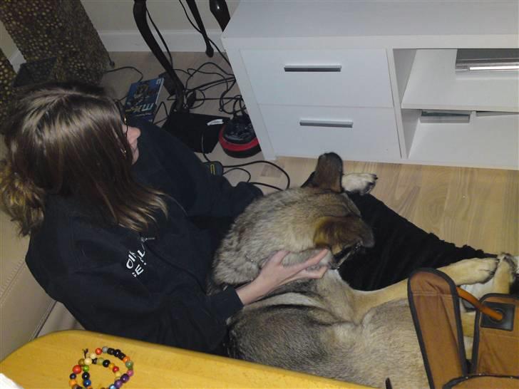 Blanding af racer Simba - hygger med mor på gulvet billede 15