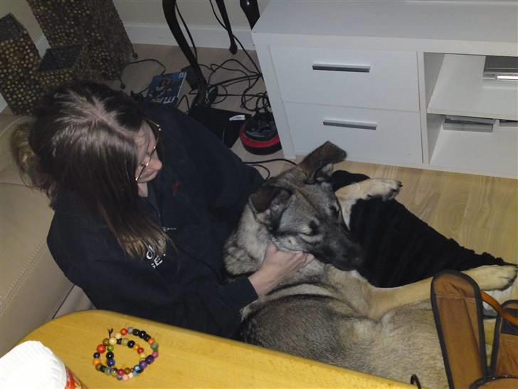 Blanding af racer Simba - hygger med mor på gulvet billede 16