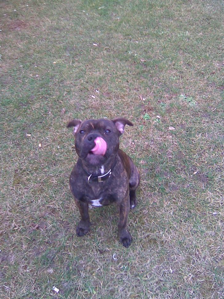 Staffordshire bull terrier Bandit (O: billede 8