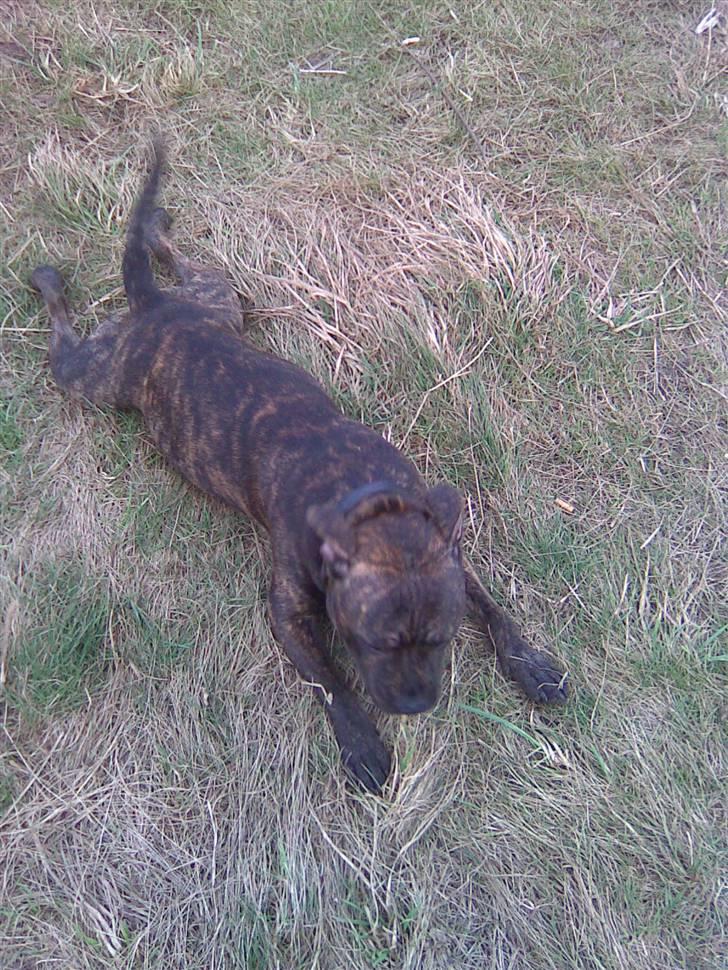 Staffordshire bull terrier Bandit (O: billede 9