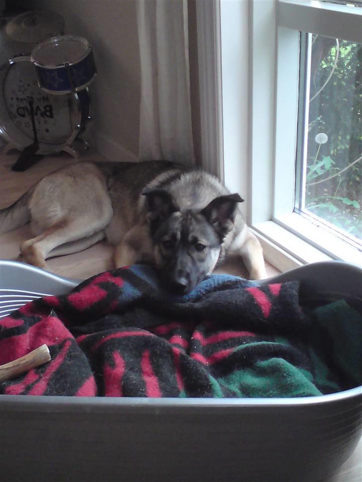 Blanding af racer Simba - ligge ved mit vindue billede 17