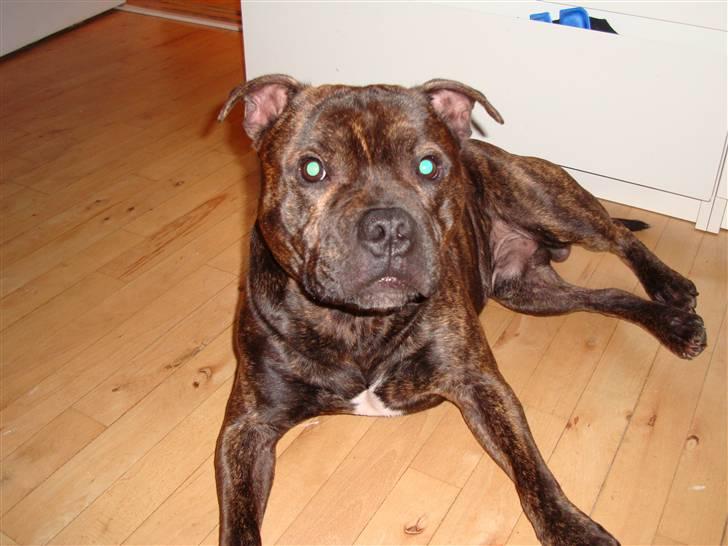 Staffordshire bull terrier Bandit (O: billede 10