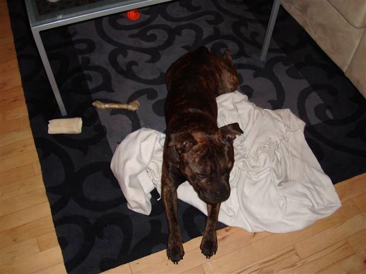 Staffordshire bull terrier Bandit (O: billede 11