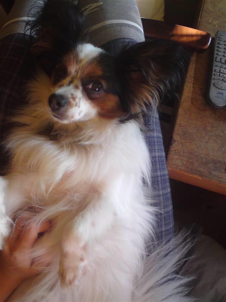 Papillon Luton R.I.P. billede 1