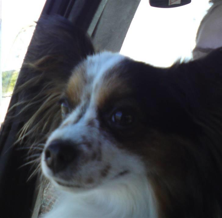 Papillon Luton R.I.P. - smukke Luton:) billede 2