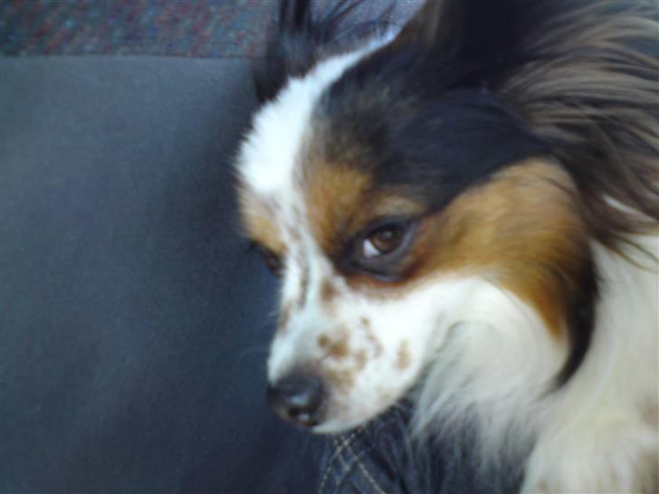 Papillon Luton R.I.P. - Nuttet(; billede 3