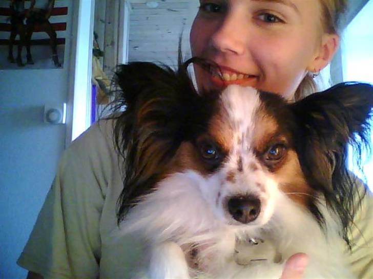 Papillon Luton R.I.P. - Luton ligger på mit skød billede 4