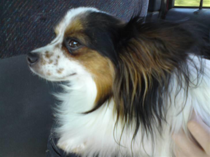 Papillon Luton R.I.P. - <3 billede 5