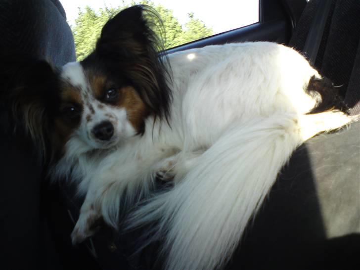 Papillon Luton R.I.P. - Luton ligger på min mave:)<3 billede 6