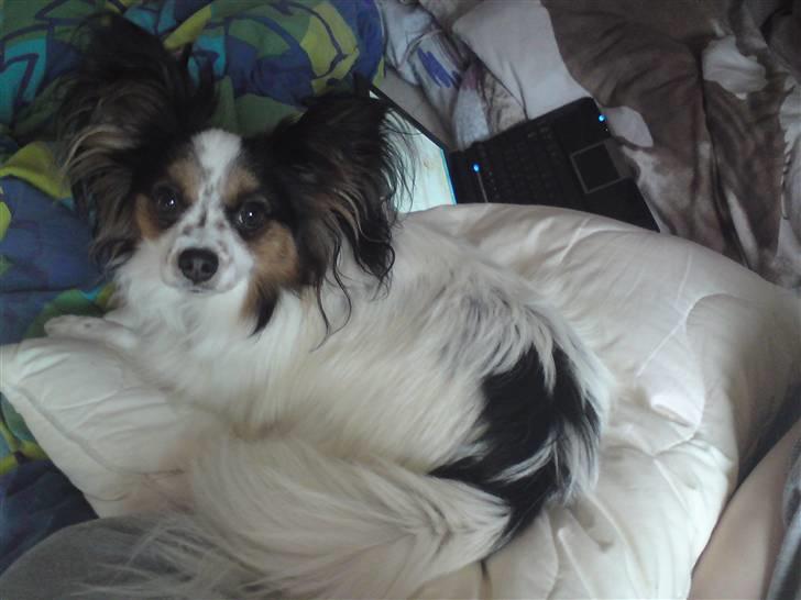 Papillon Luton R.I.P. billede 7