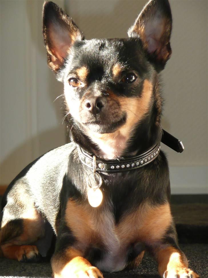 Chihuahua Buddy billede 1
