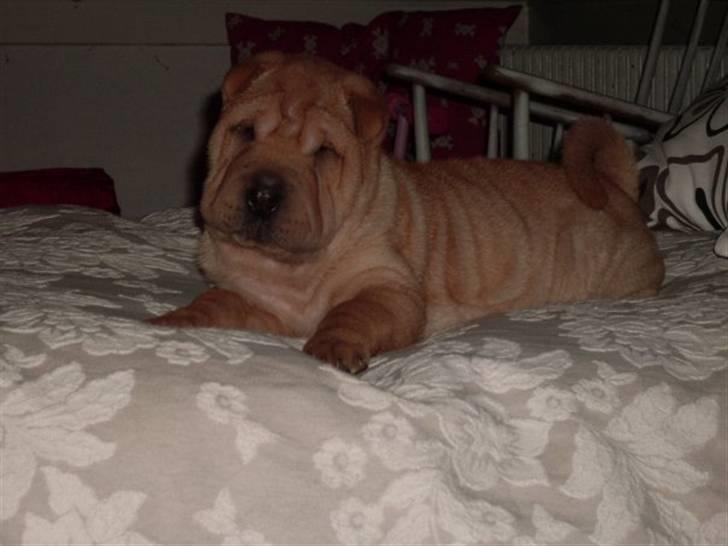 Shar pei Nelly søger leger ven - se mig er jeg ikke bare sød ;o) billede 1