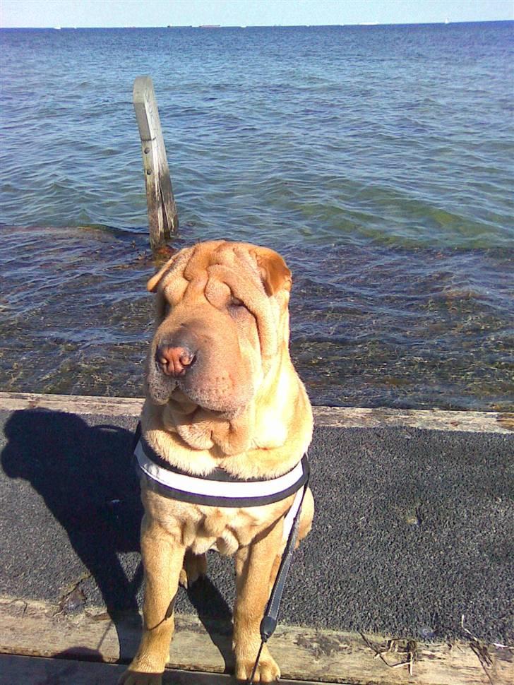 Shar pei Nelly søger leger ven - ved vandet .. billede 2