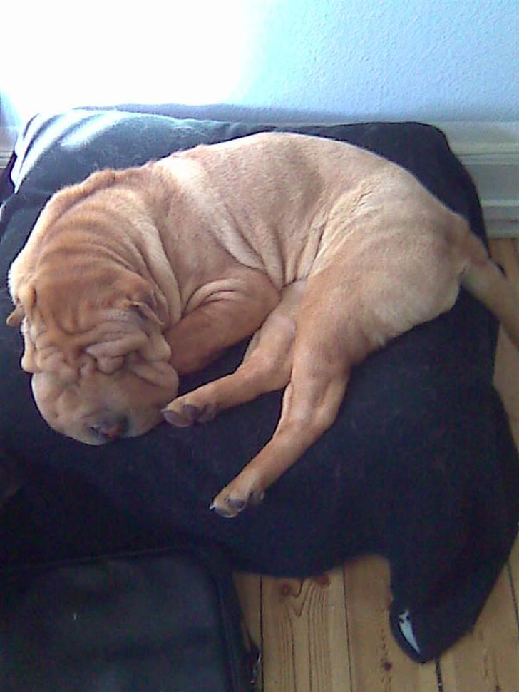 Shar pei Nelly søger leger ven - putter der hjemme ..  billede 3