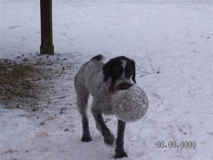 Ruhåret hønsehund Porsemosens D.Tina - Tina leger med bold i sneen billede 7