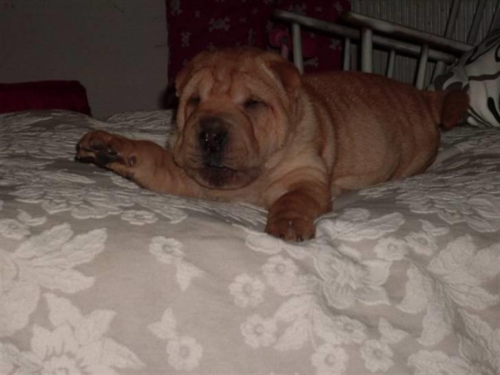 Shar pei Nelly søger leger ven - kom nu mor LEG med mig ;o) billede 5