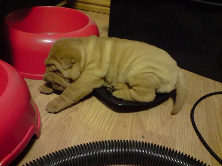 Shar pei Nelly søger leger ven - inde jeg kom hjem til min famil :o) billede 6