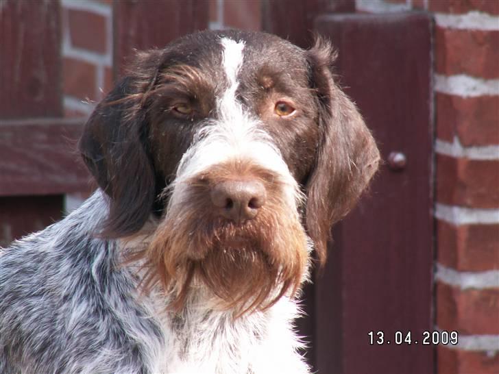 Ruhåret hønsehund Porsemosens D.Tina - Hun er da en smuk hund billede 8