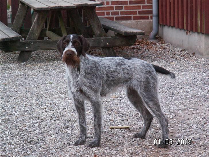 Ruhåret hønsehund Porsemosens D.Tina - skal vi noget?? billede 9