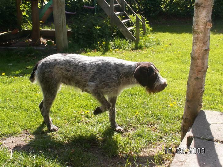 Ruhåret hønsehund Porsemosens D.Tina - Tina øver sig i stand på vores høns billede 10