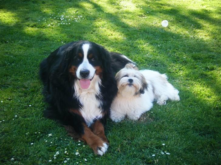 Lhasa apso  Fabricius´Malle billede 6