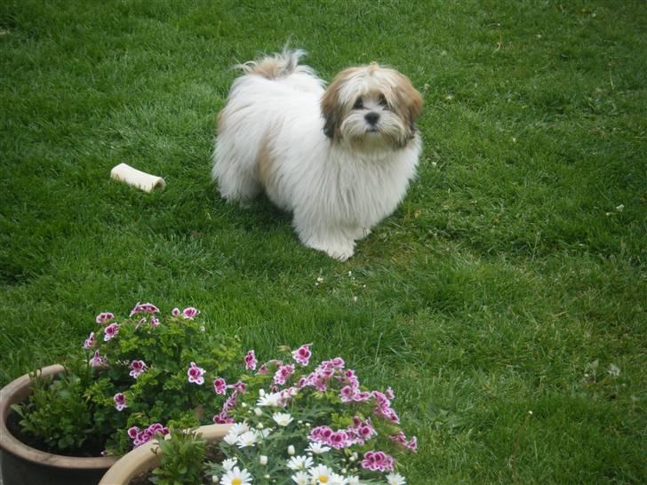 Lhasa apso  Fabricius´Malle billede 7