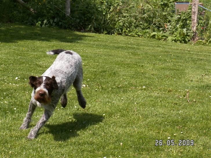 Ruhåret hønsehund Porsemosens D.Tina - jubii hvor har vi det sjovt billede 11