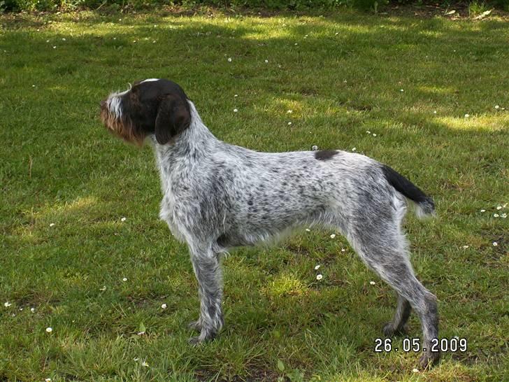 Ruhåret hønsehund Porsemosens D.Tina - Tina står og kigger på hestene  billede 12