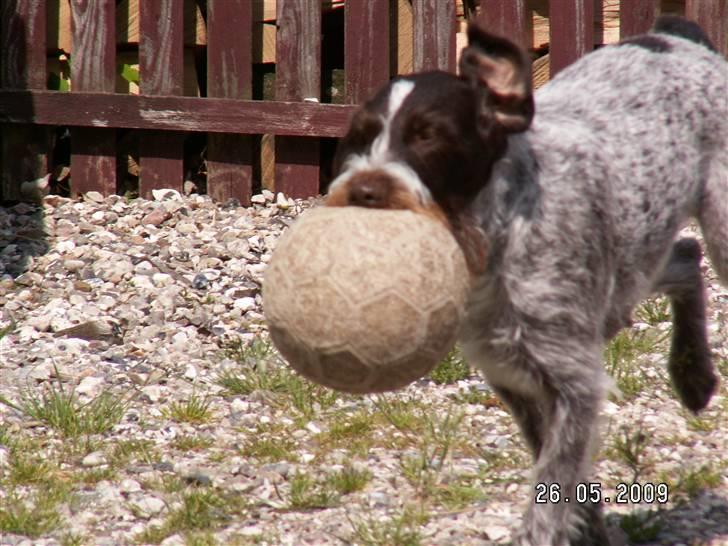 Ruhåret hønsehund Porsemosens D.Tina - Tina elsker bare at lege med bold billede 13