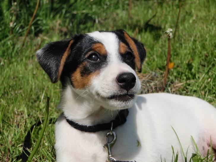 Dansk svensk gaardhund Choppi billede 1