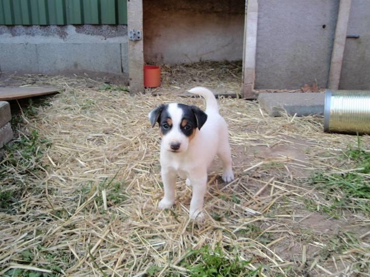 Dansk svensk gaardhund Choppi billede 2