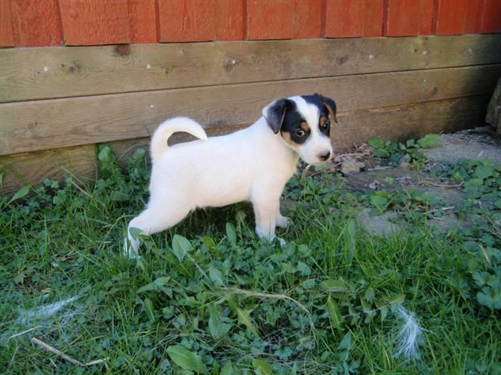 Dansk svensk gaardhund Choppi billede 3