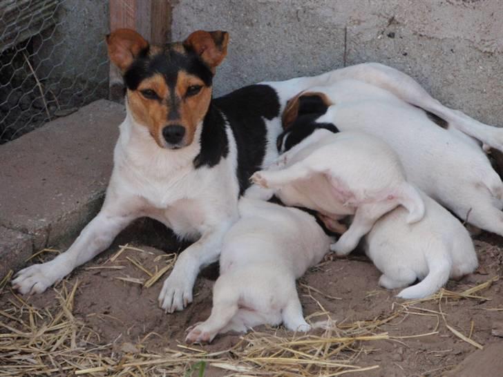 Dansk svensk gaardhund Choppi billede 4