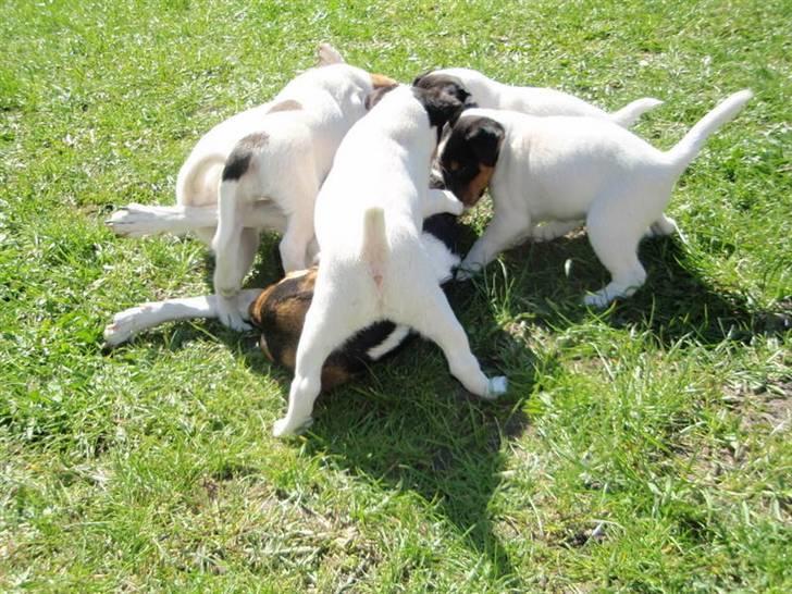 Dansk svensk gaardhund Choppi billede 5