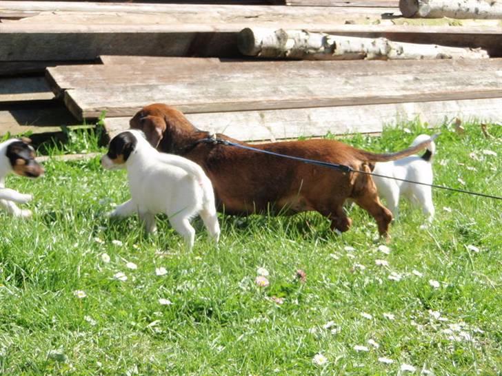 Dansk svensk gaardhund Choppi billede 6