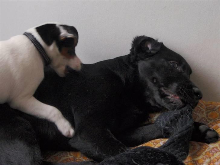 Dansk svensk gaardhund Choppi billede 7