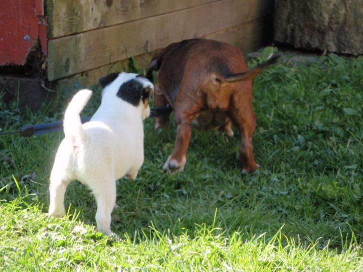 Dansk svensk gaardhund Choppi billede 8