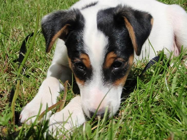 Dansk svensk gaardhund Choppi billede 9