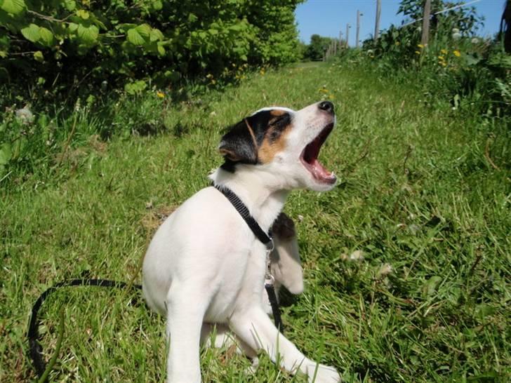 Dansk svensk gaardhund Choppi billede 10