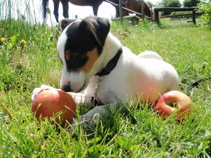Dansk svensk gaardhund Choppi billede 13