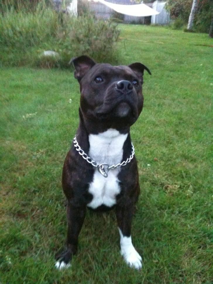Staffordshire bull terrier Tovdals Rocky Balboa billede 1