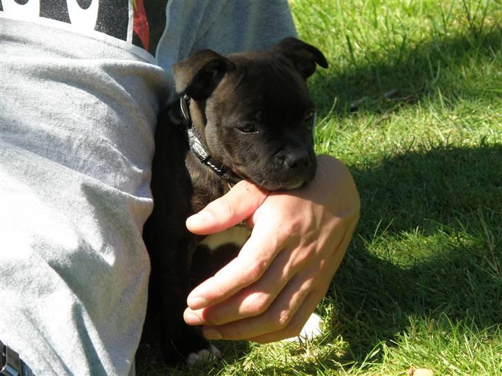 Staffordshire bull terrier Tovdals Rocky Balboa billede 2