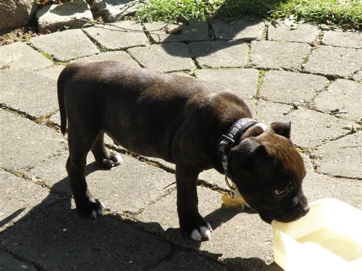 Staffordshire bull terrier Tovdals Rocky Balboa billede 3