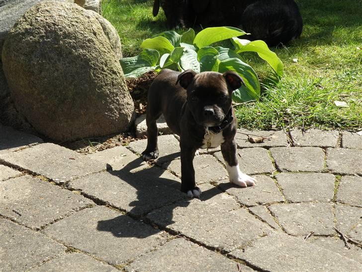 Staffordshire bull terrier Tovdals Rocky Balboa billede 4