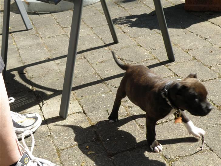 Staffordshire bull terrier Tovdals Rocky Balboa billede 5