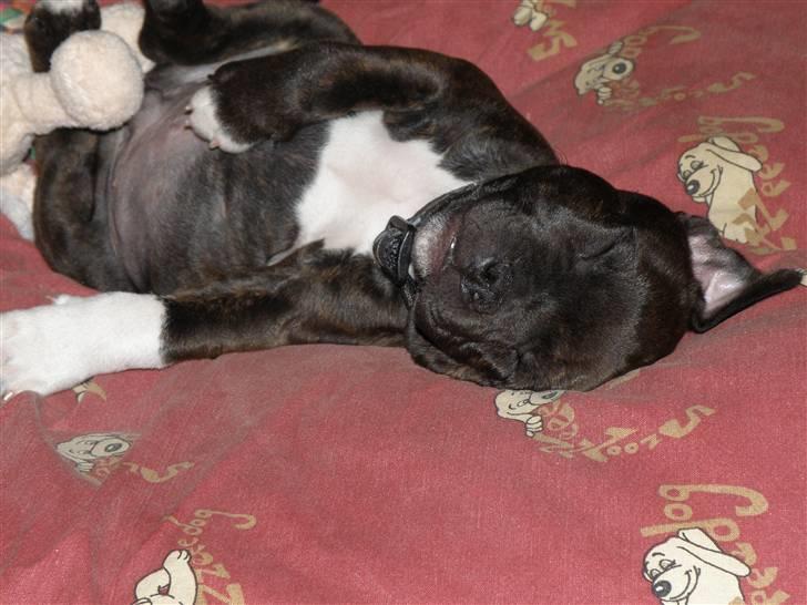 Staffordshire bull terrier Tovdals Rocky Balboa billede 6