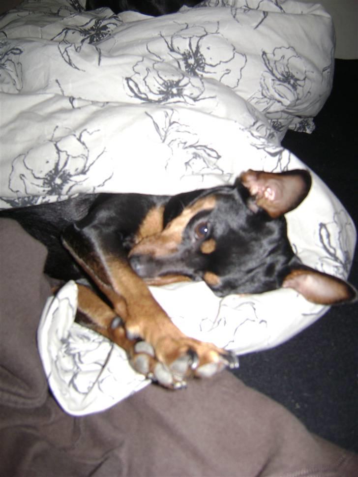 Dvaergpinscher Tulle. billede 16