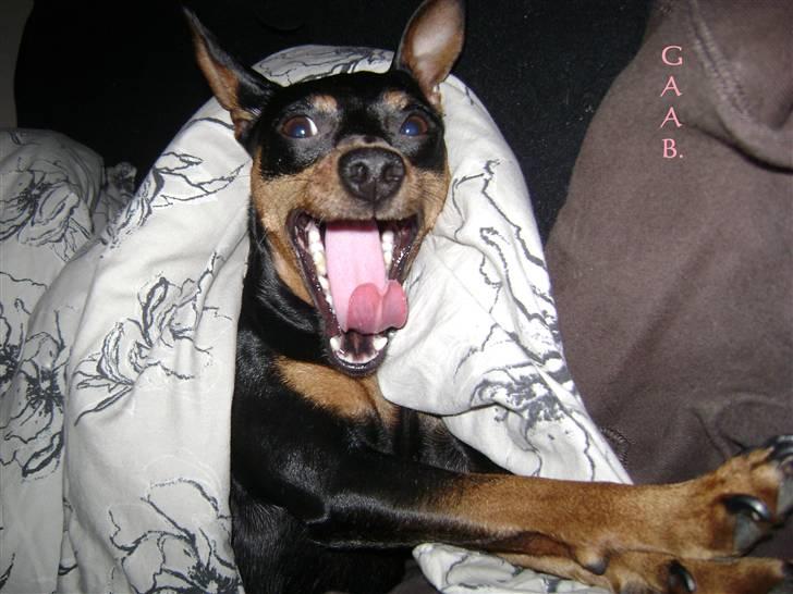 Dvaergpinscher Tulle. billede 17